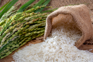 Bacillus cereus: Rice and Grain Poisoning