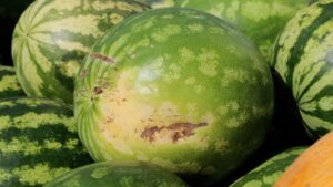 How to Pick the Perfect Watermelon: 5 Signs It's Sweet and Ripe