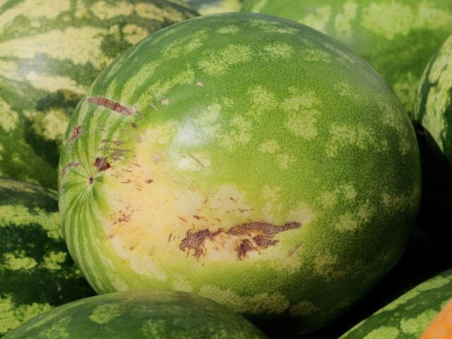 How to Pick the Perfect Watermelon: 5 Signs It’s Sweet and Ripe
