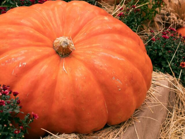 How Record-Breaking Pumpkins Are Really Grown